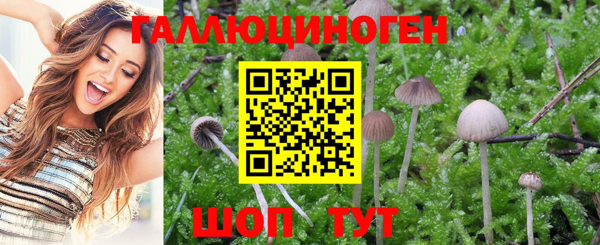 Псилоцибиновые грибы MAGIC MUSHROOMS Новочебоксарск